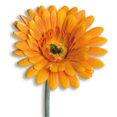 Gerbera