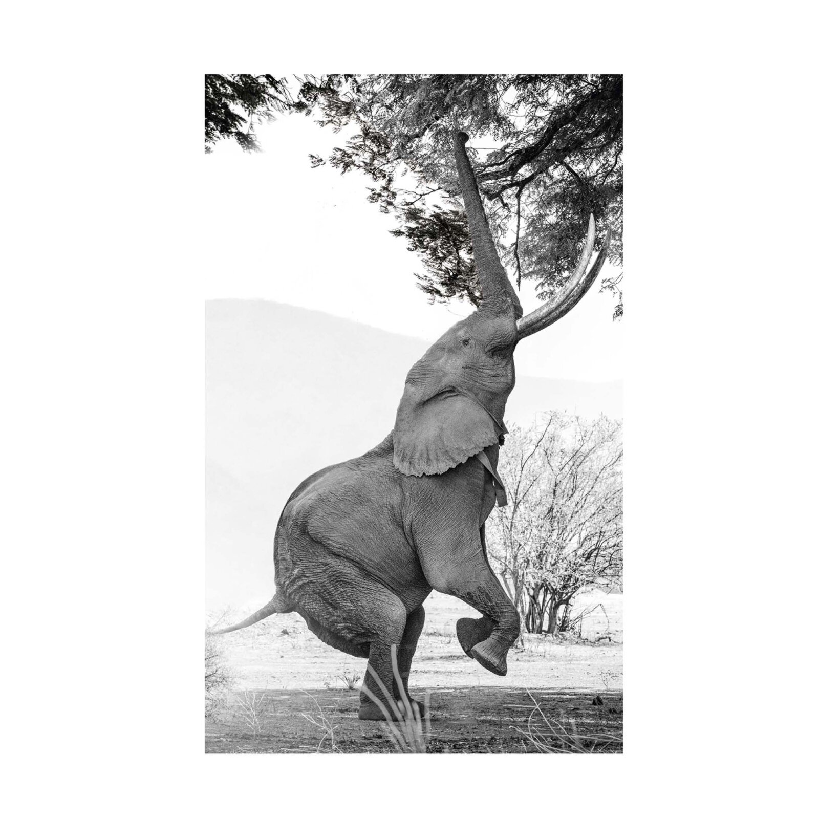 Elefant Windschutzscheibe Sonnenschutz, Animal Print Schwarz Weiß
