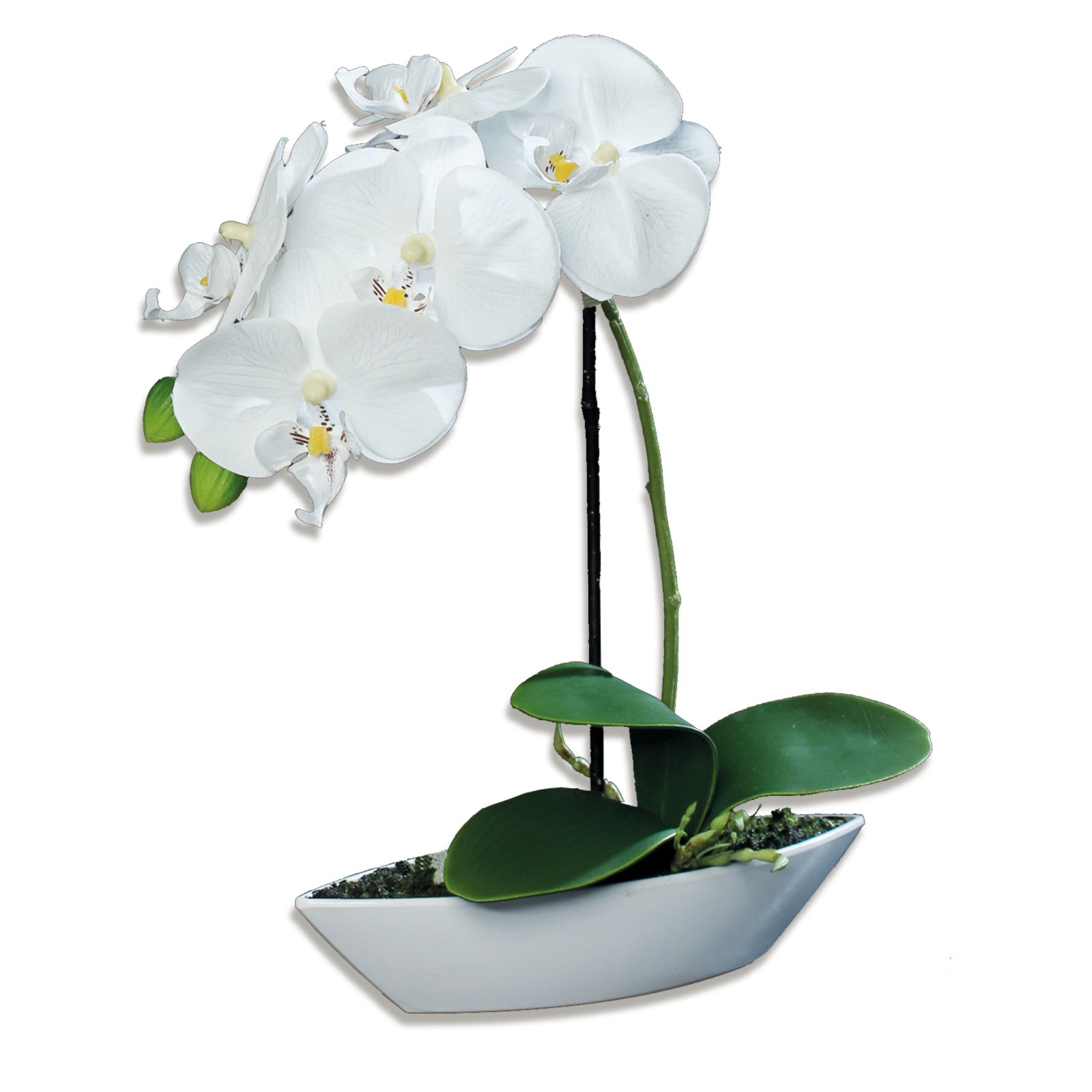 roller.de | Orchidee-Phalaenopis - creme - Kunstpflanze