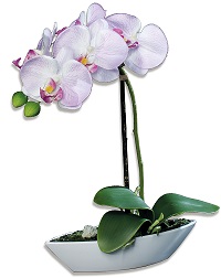 Orchidee
