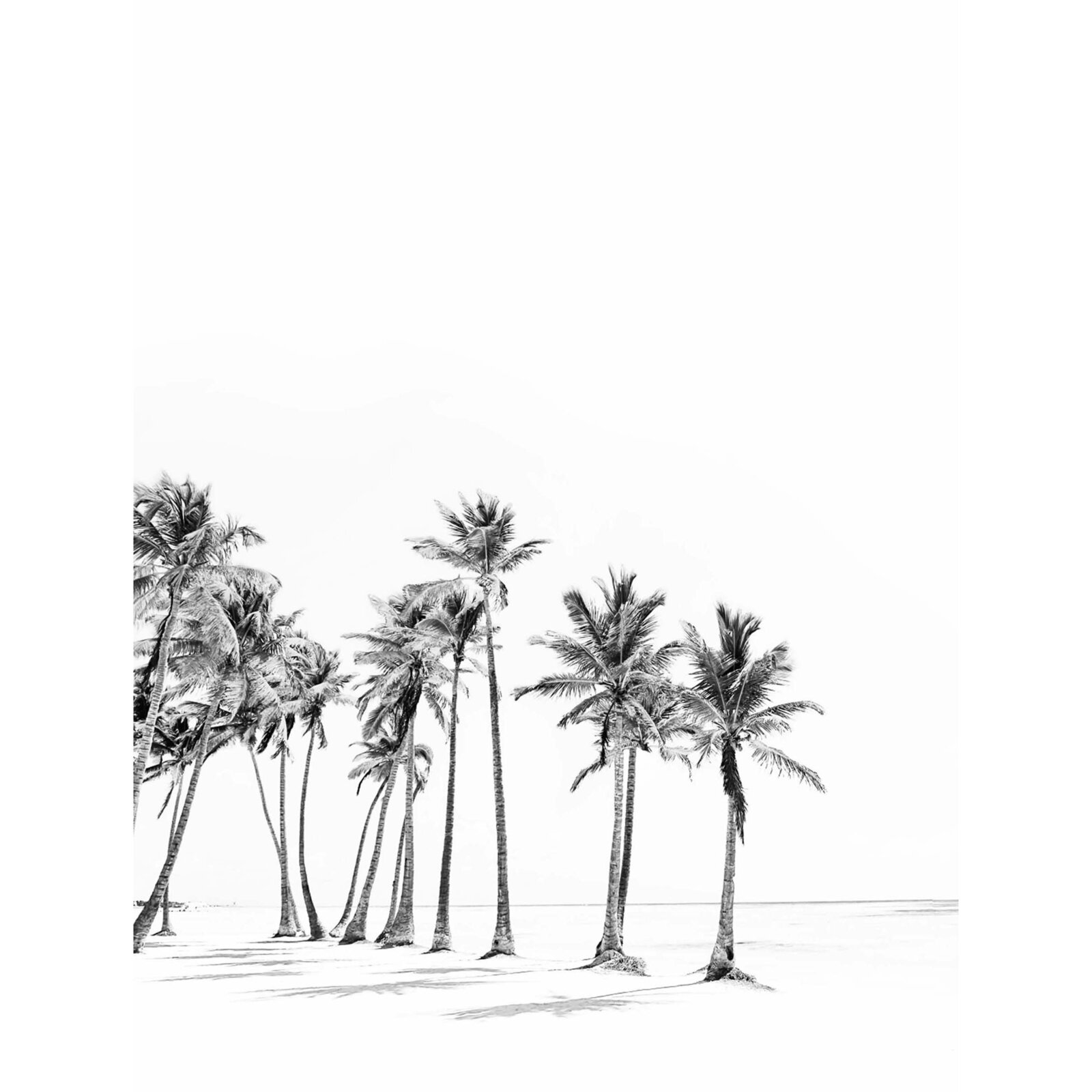 Gerahmtes Bild PALMENSTRAND - schwarz-weiß - 30x40 cm | Online bei ROLLER  kaufen